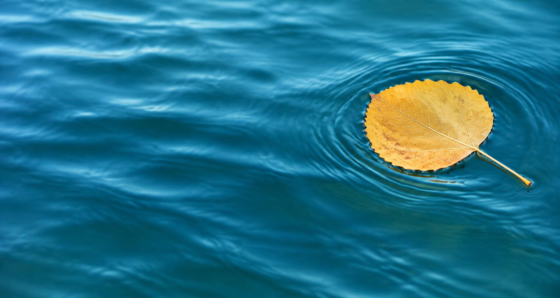 A golden aspen leaf floating on calm blue water
